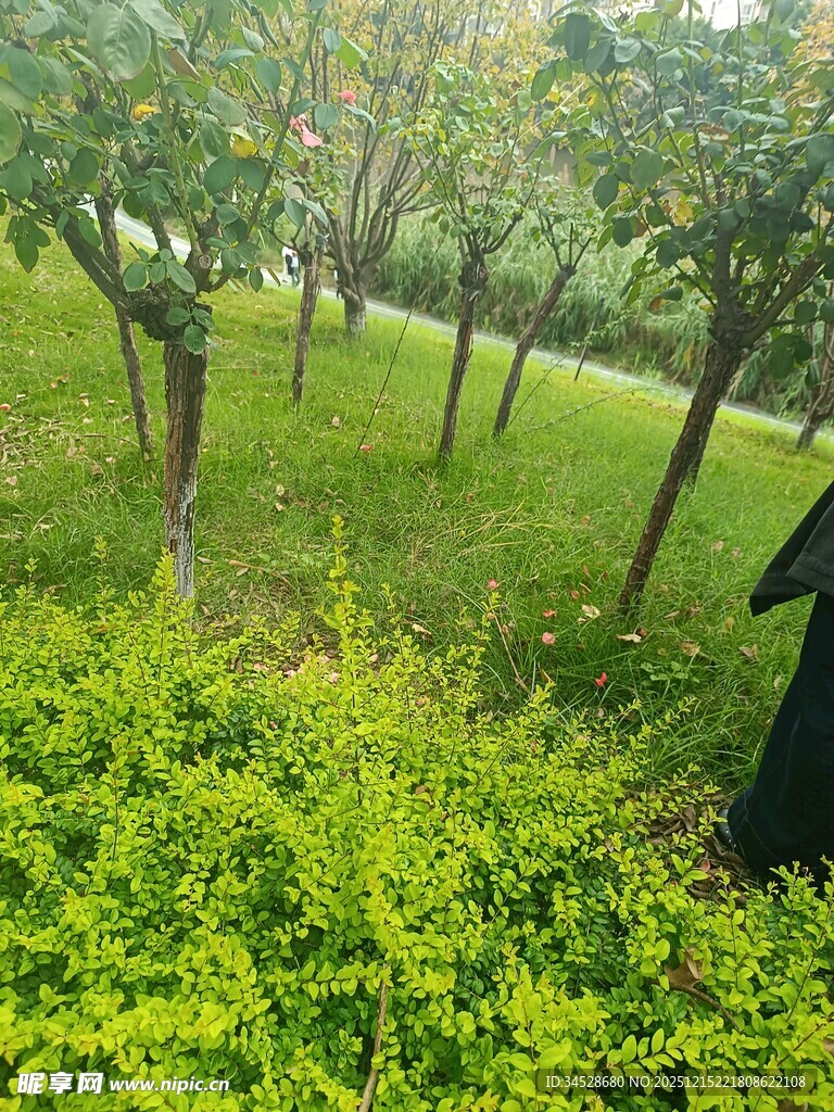 绿意盎然的林间草地