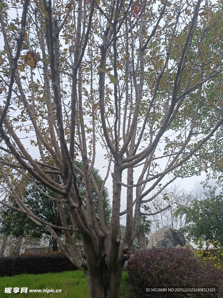 冬日光秃树木景观