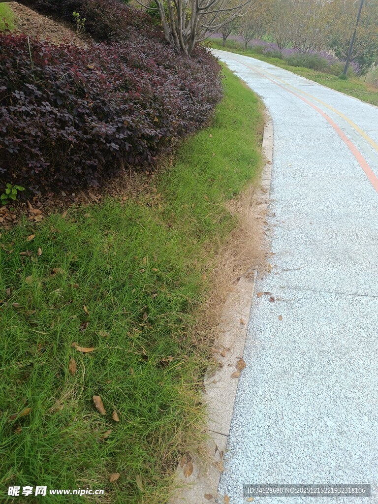 路边绿植与水泥小径