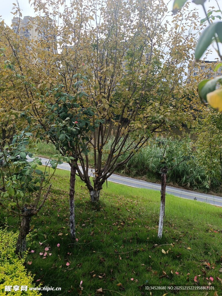 户外绿树草地景致