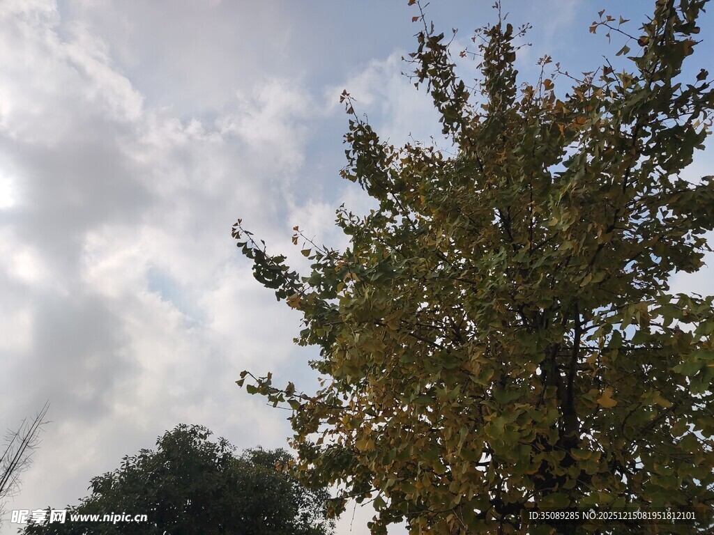 蓝天白云下的葱郁树木