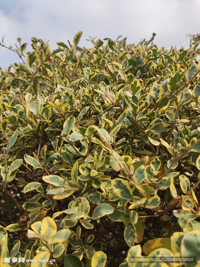 黄绿相间的斑斓植物