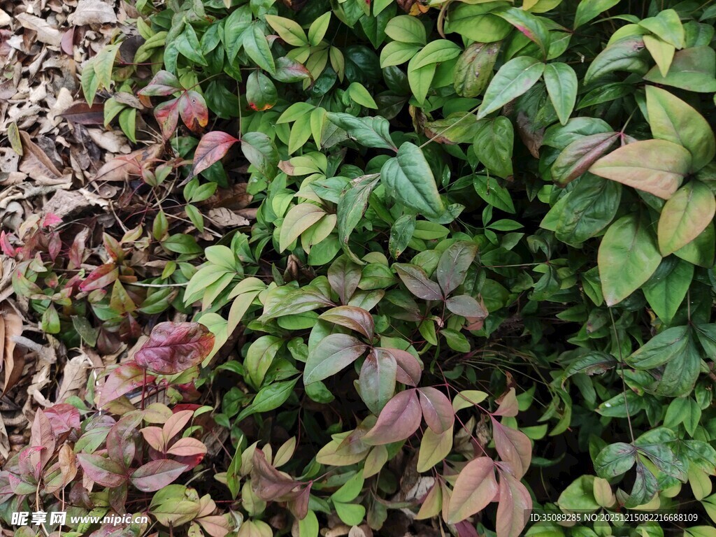 多彩叶片植物景观