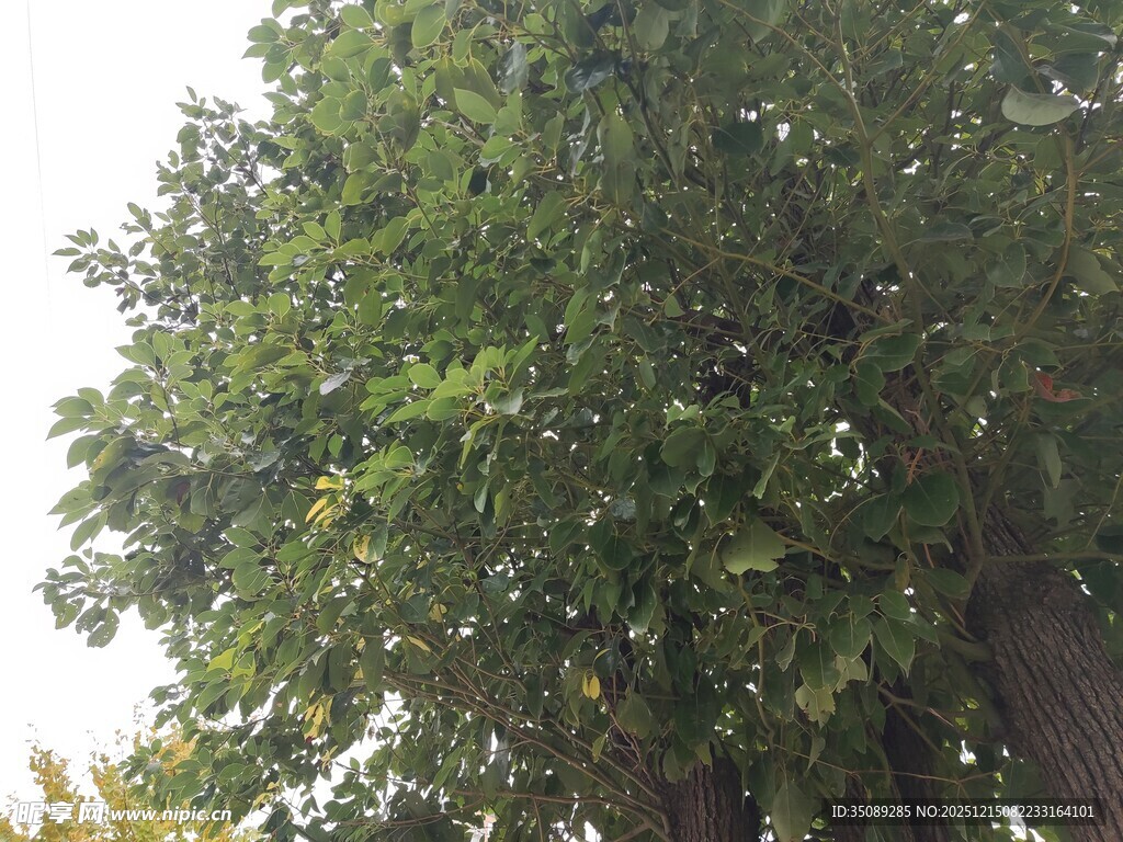 绿叶繁茂的高大树木