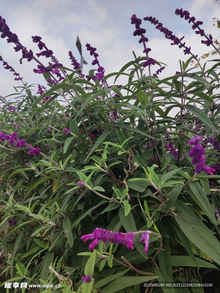 紫色花卉绽放绿意间