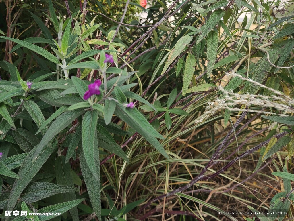 草丛中的紫色花朵