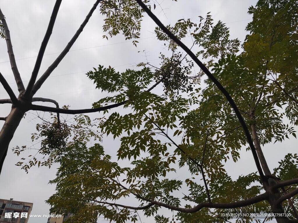 仰视树枝与天空景象