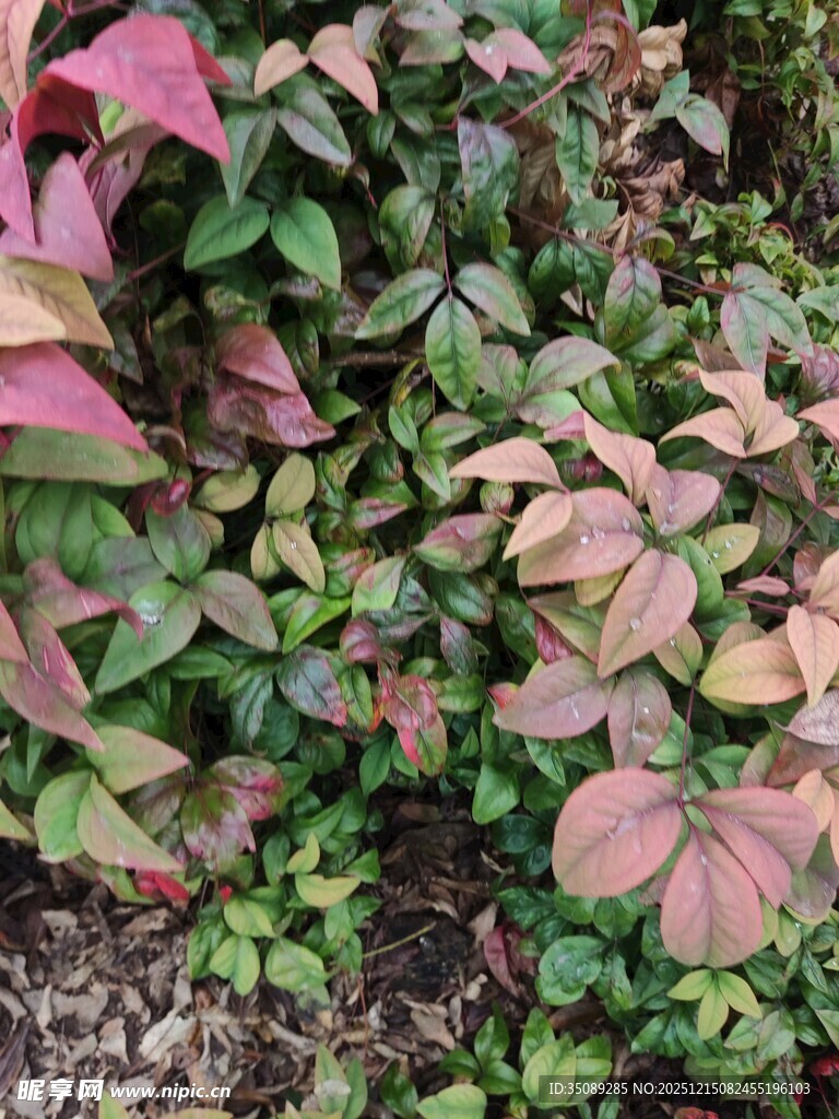 多彩叶片植物特写