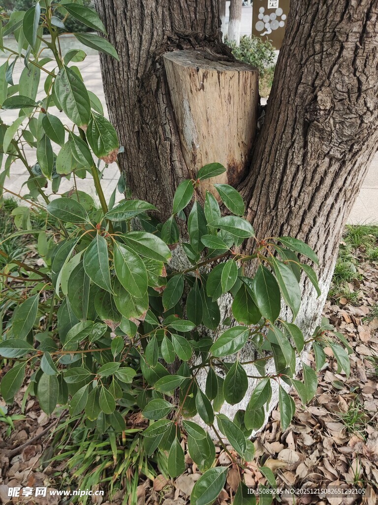 树干上的神秘容器