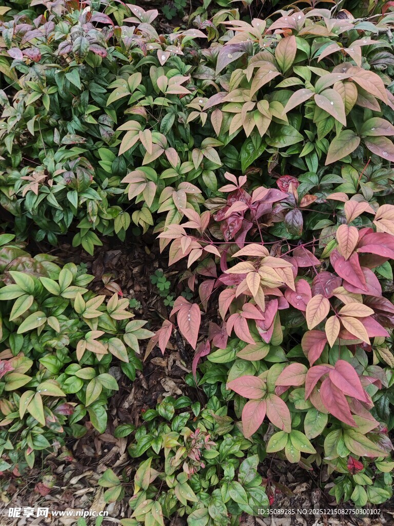 多彩叶片植物景观