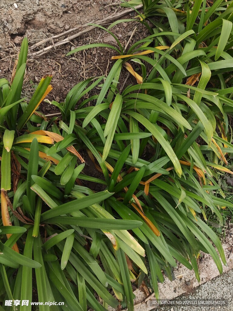 翠绿长条状植物近景