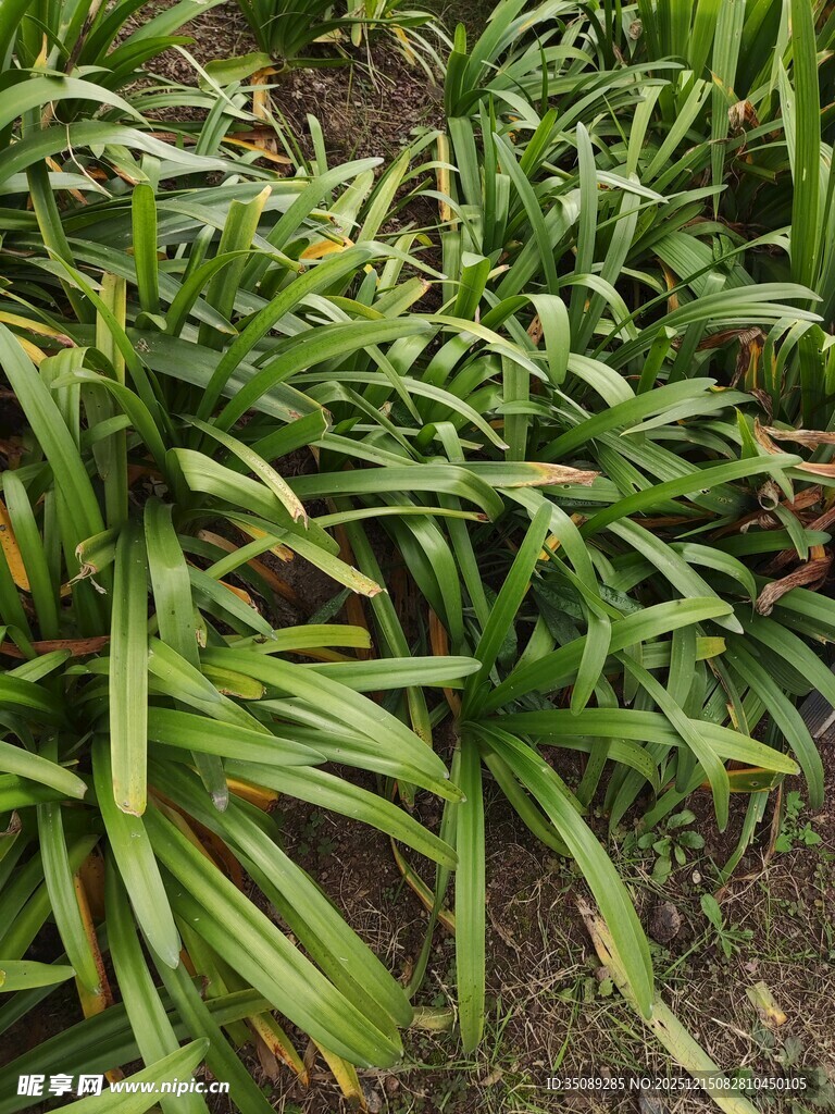 翠绿狭长叶片的植物