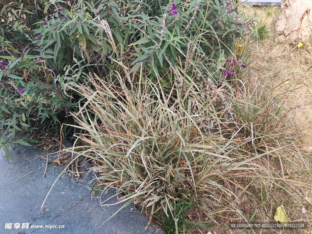 路边枯黄杂草与紫色小花