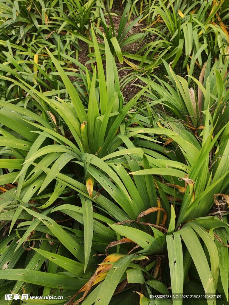 翠绿龙舌兰植物特写