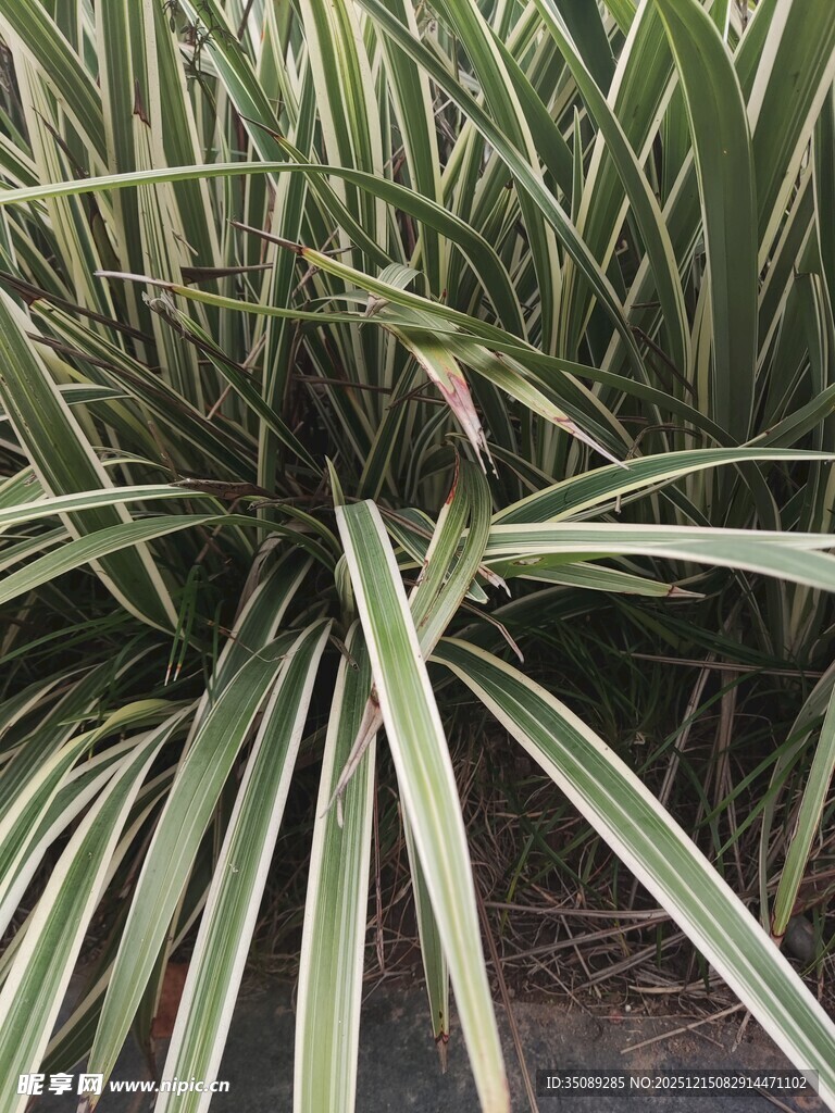 条纹绿叶植物特写