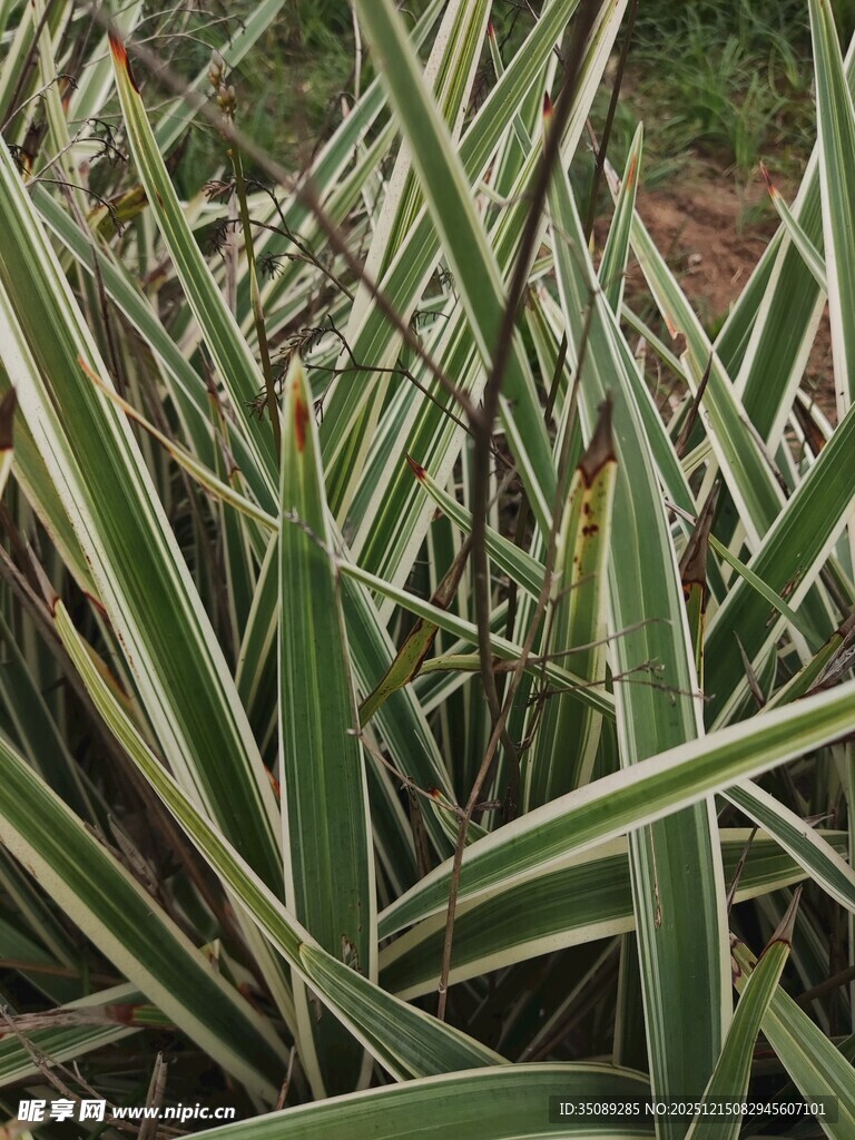 条纹绿叶植物特写