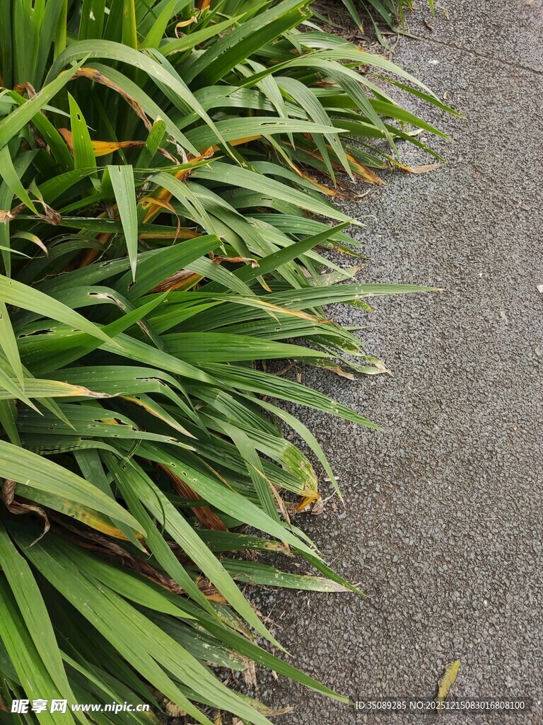 路边翠绿的长条状植物