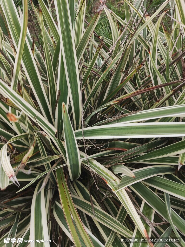 条纹绿叶植物特写