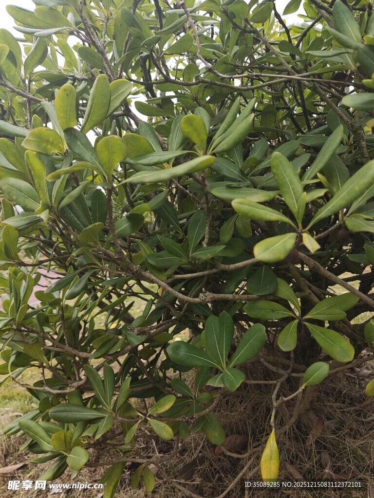 绿叶繁茂的植物景观