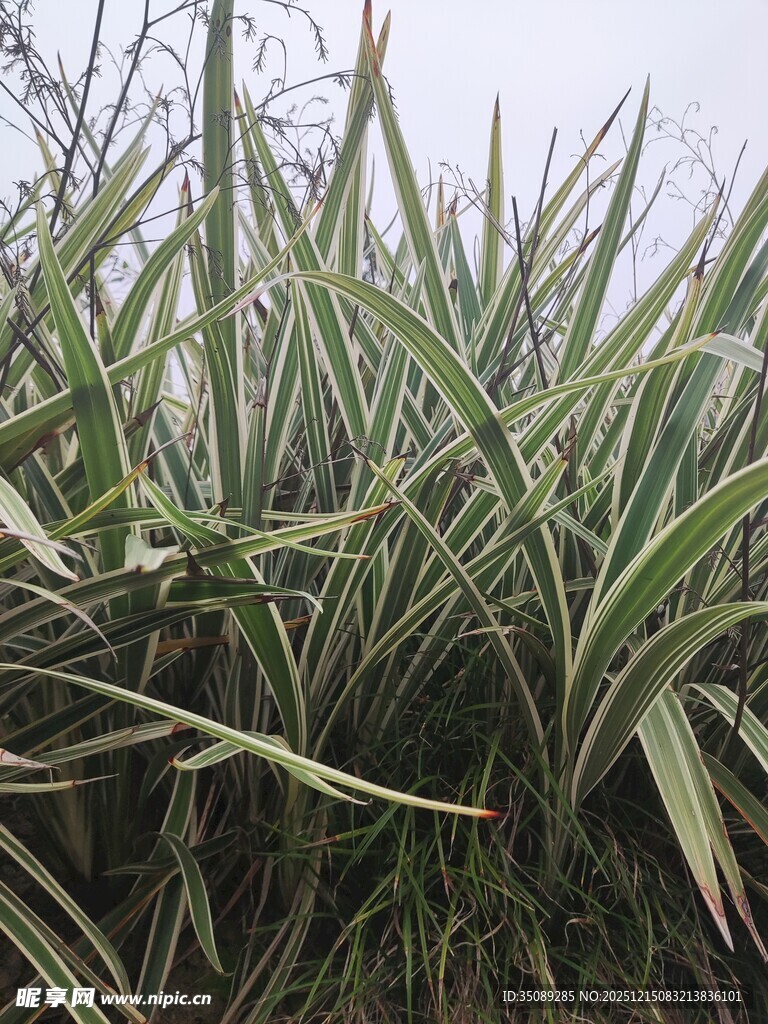 茂盛的甘蔗植株