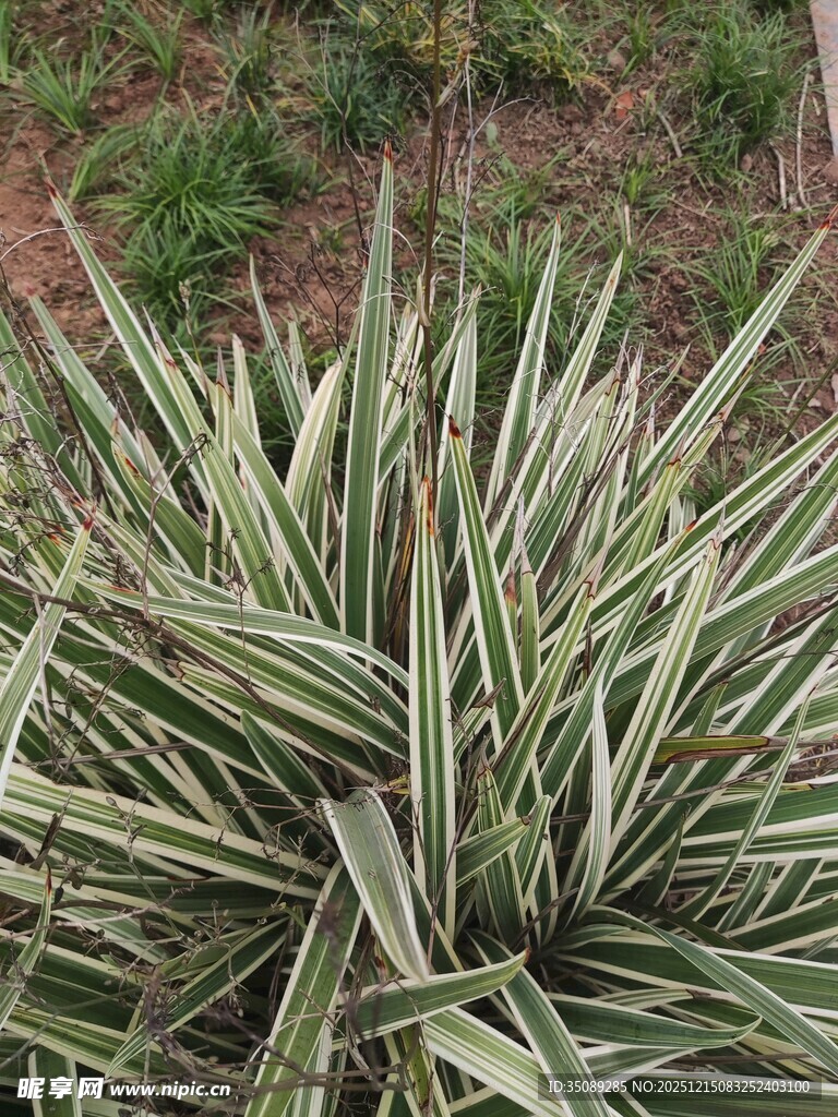 条纹龙舌兰植物特写