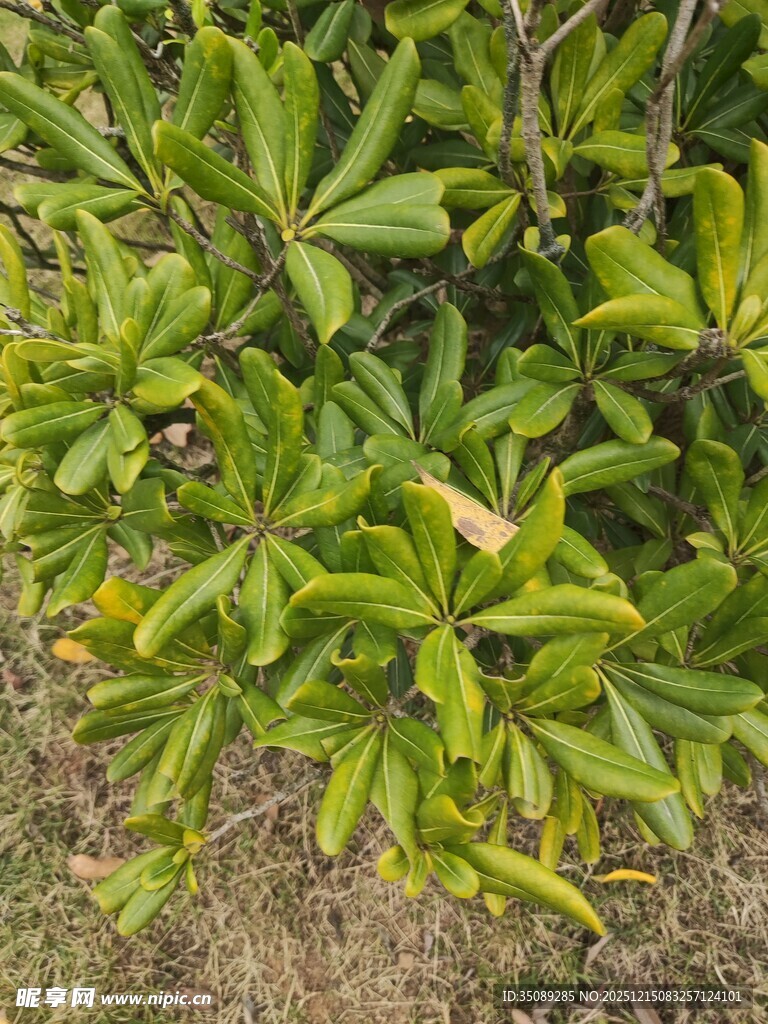 绿叶繁茂的植物景观