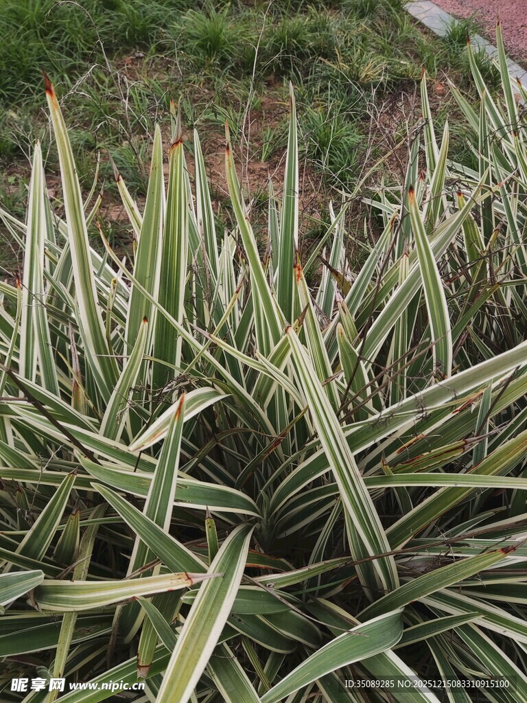 金边龙舌兰植物特写