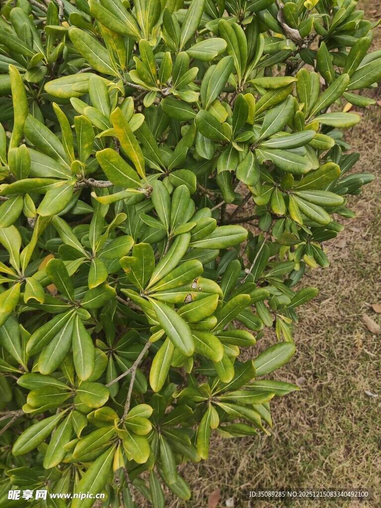 绿叶繁茂的植物景观