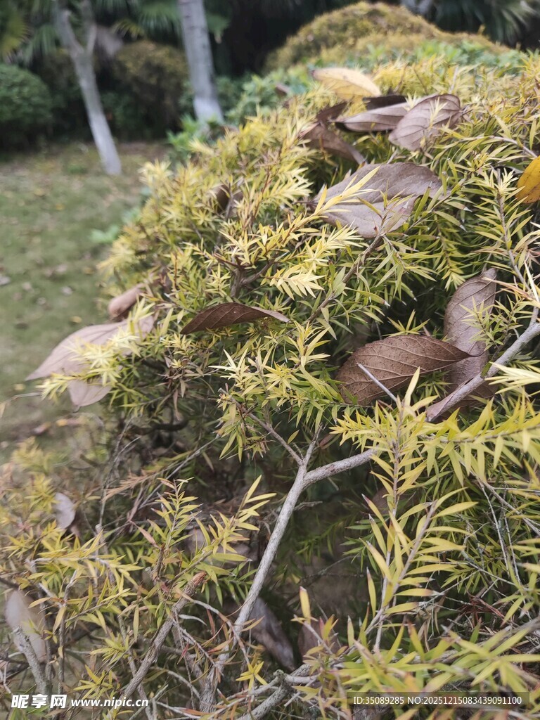 枝叶繁茂的绿植景观