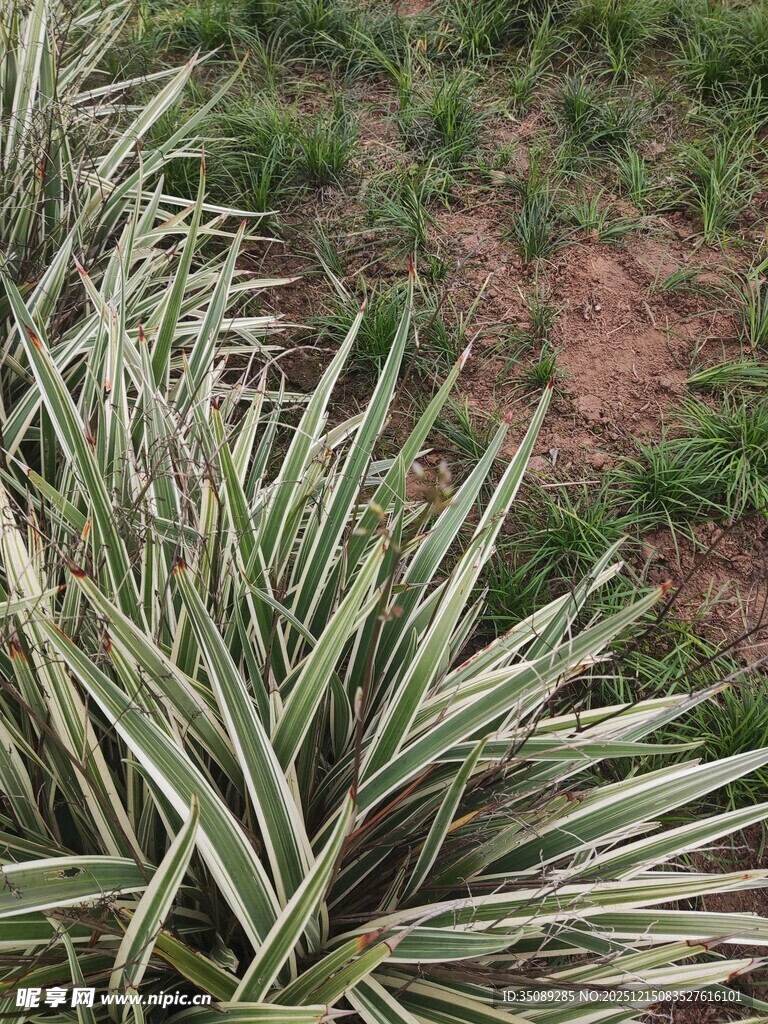 银边山菅兰植物景观