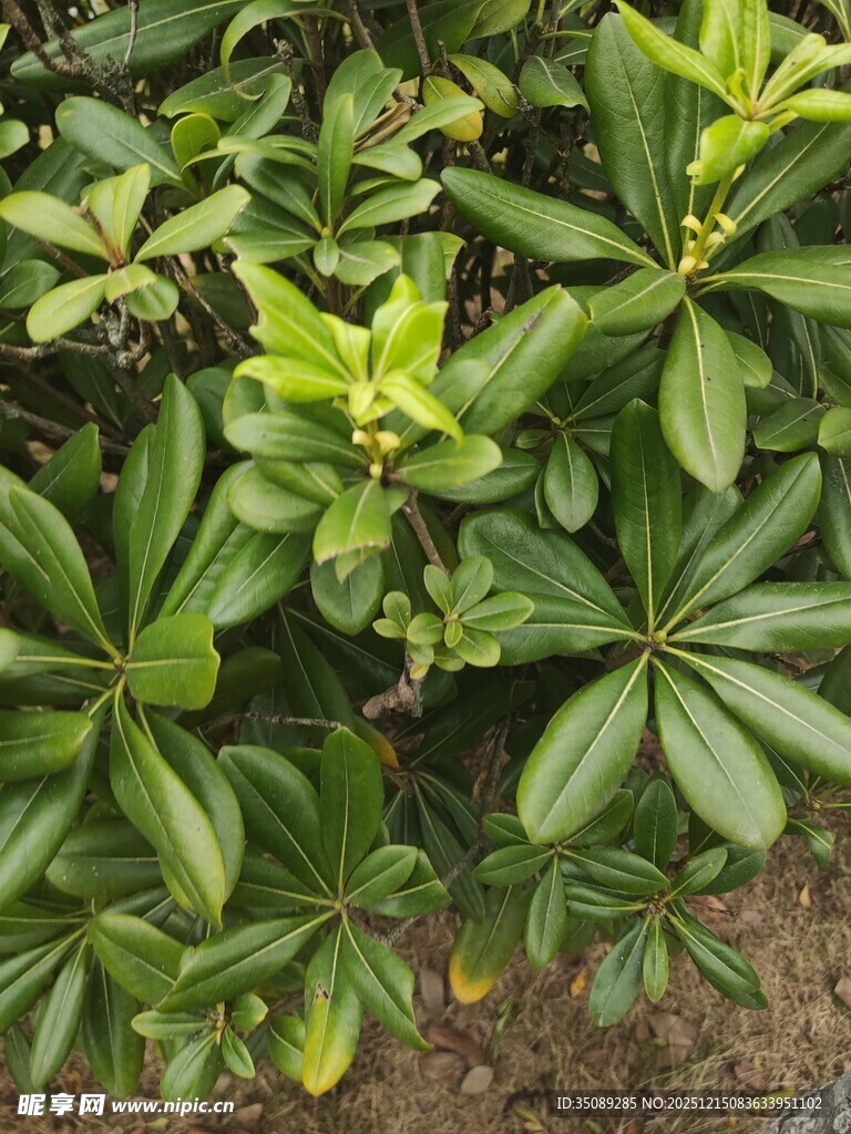 翠绿繁茂的观赏绿植