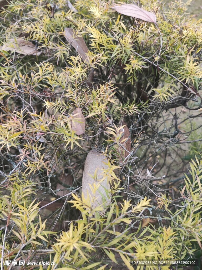 地面上的枯叶与杂草