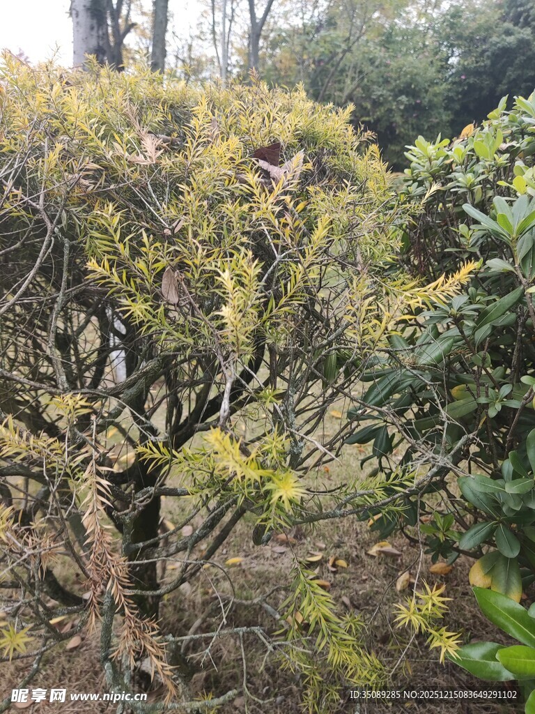 造型独特的园林树木