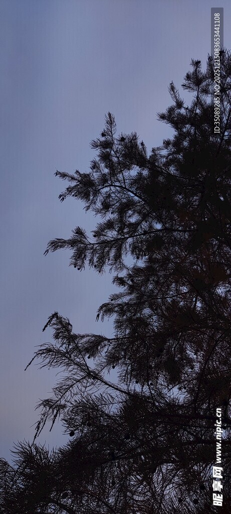 黄昏下的树梢剪影