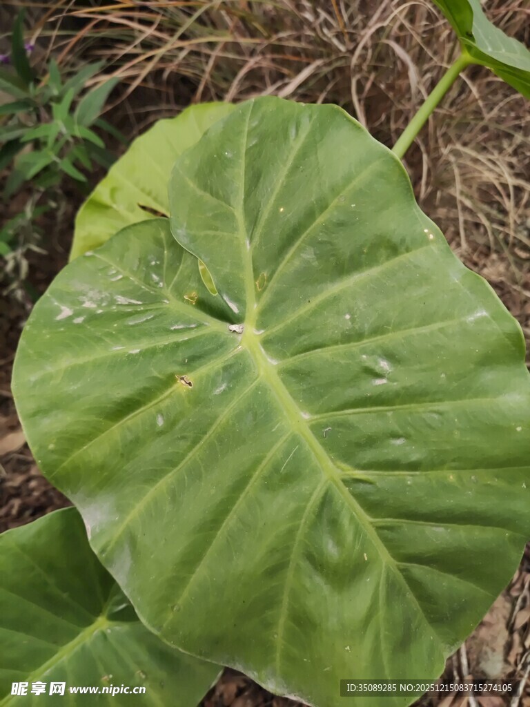 大叶片绿植特写