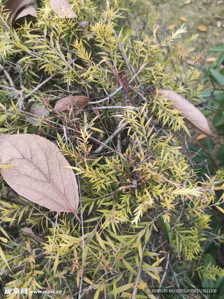 地面枯叶与绿色苔藓景观