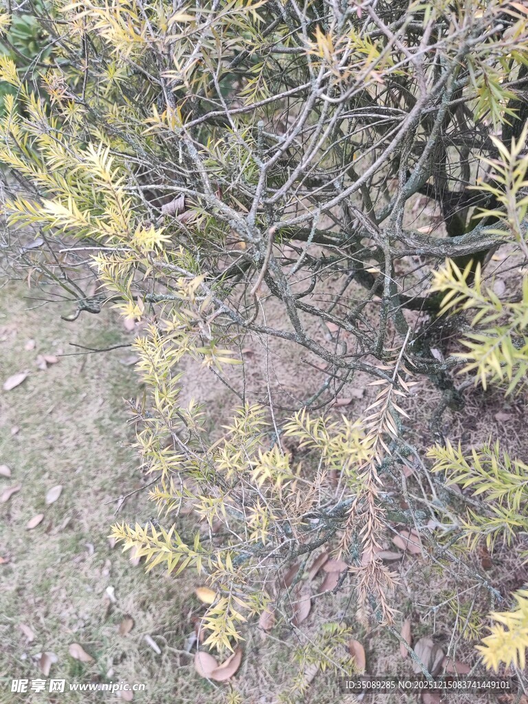 野外丛生植物景象