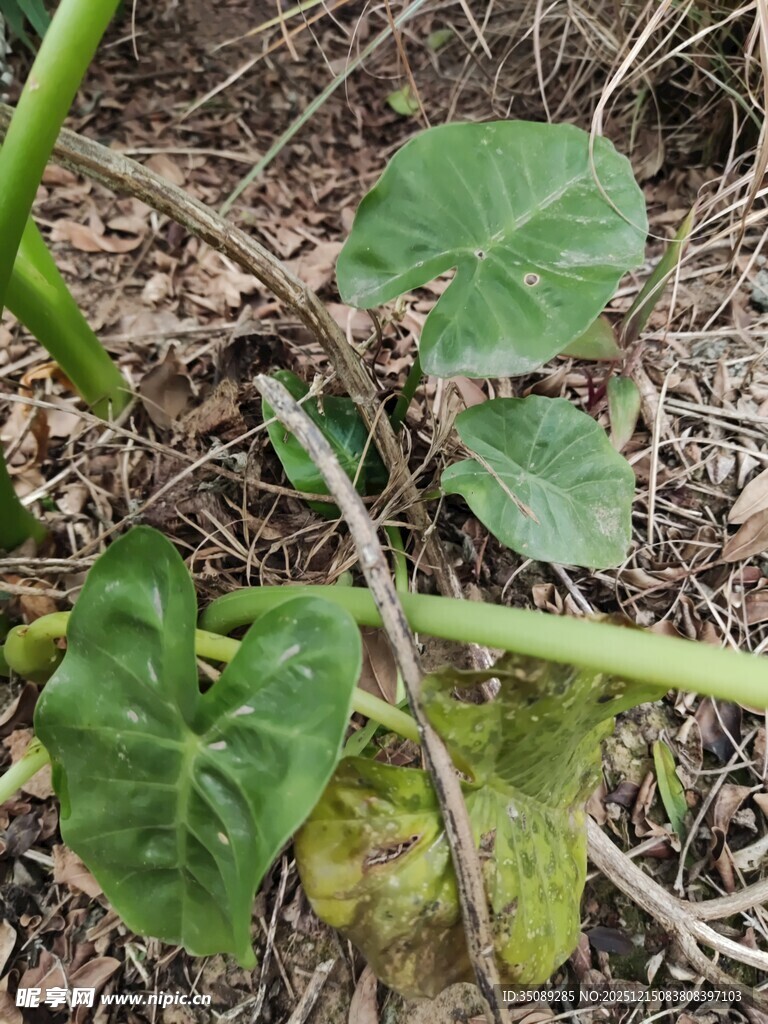 地面生长的绿色植物叶片