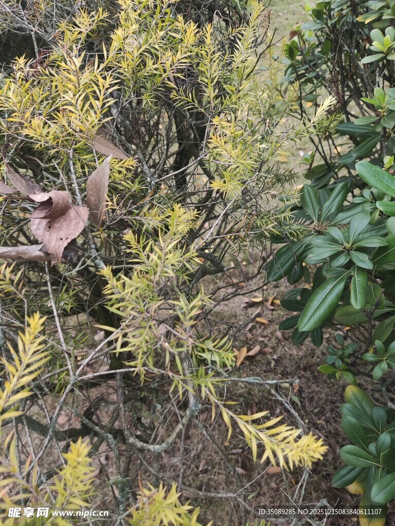 金黄枝叶的植物景观