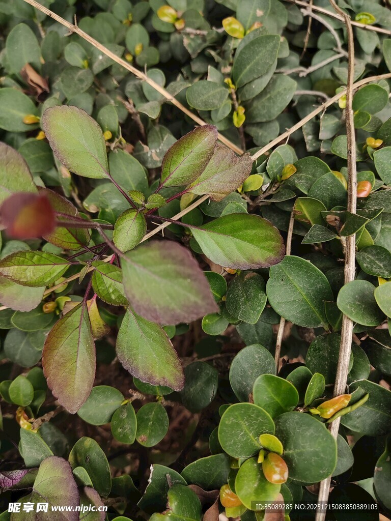 绿叶间的多彩植物景致