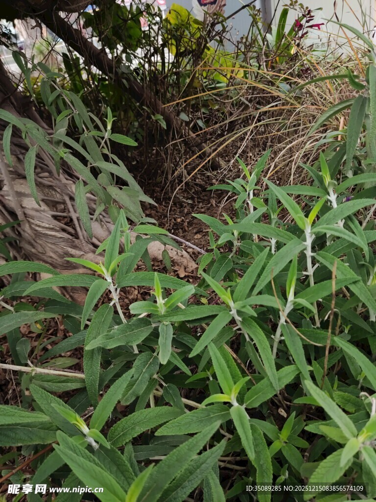 野外丛生的绿色植物