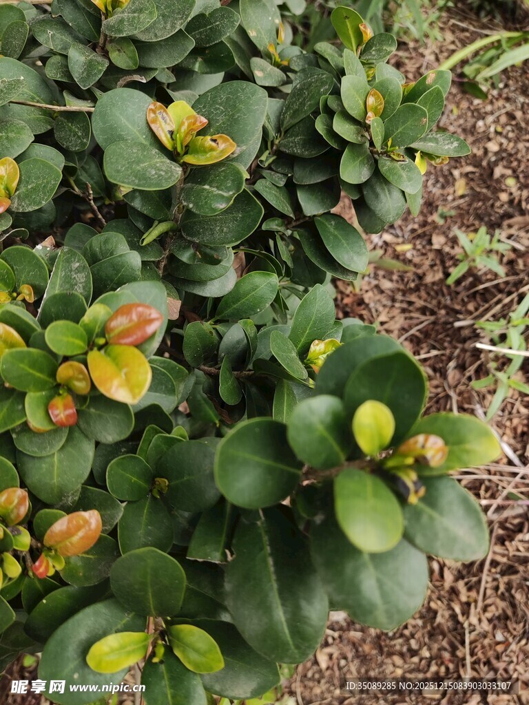 绿叶间的多彩植物果实