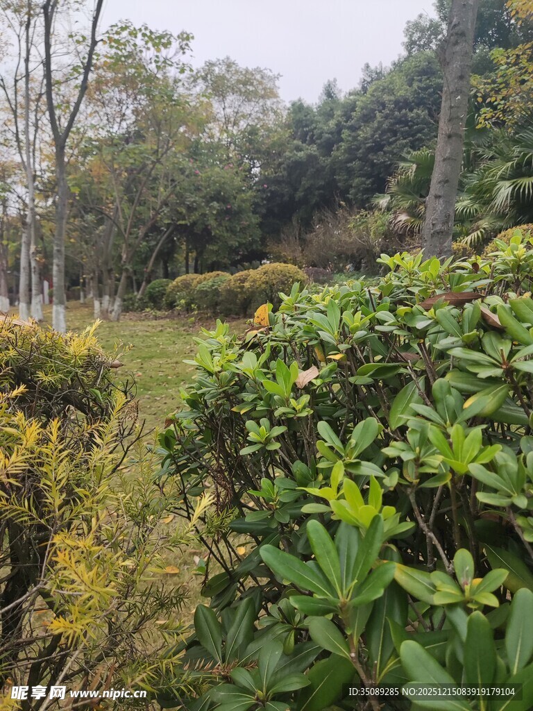 林间绿植环绕的自然景致