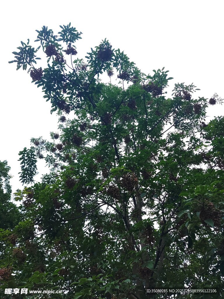 枝叶繁茂的绿树