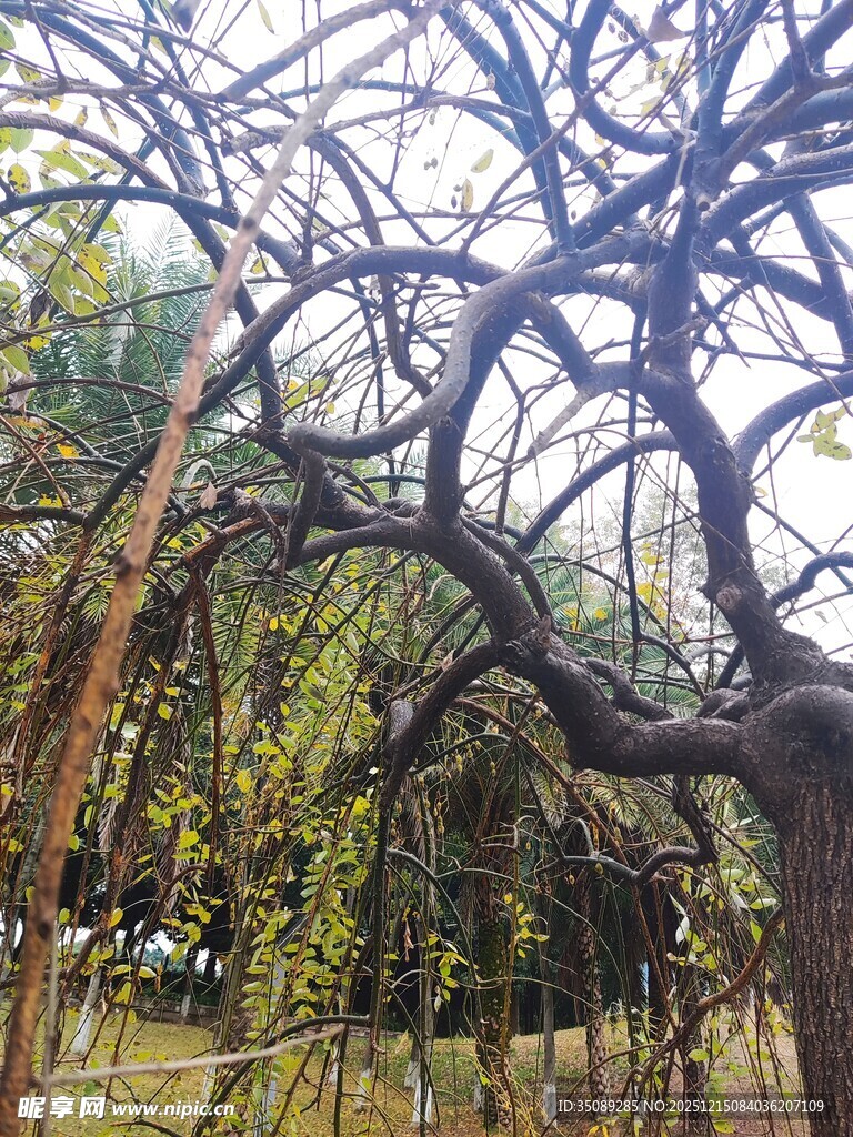 虬枝交错的奇特树木景观