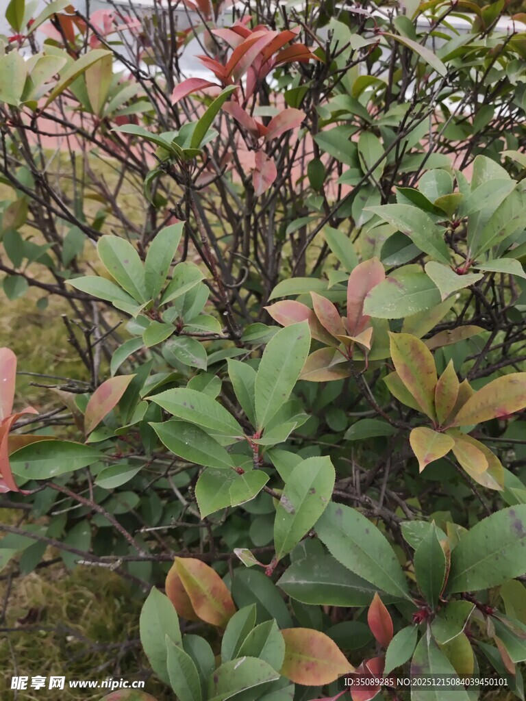 多彩叶片的植物花卉景观