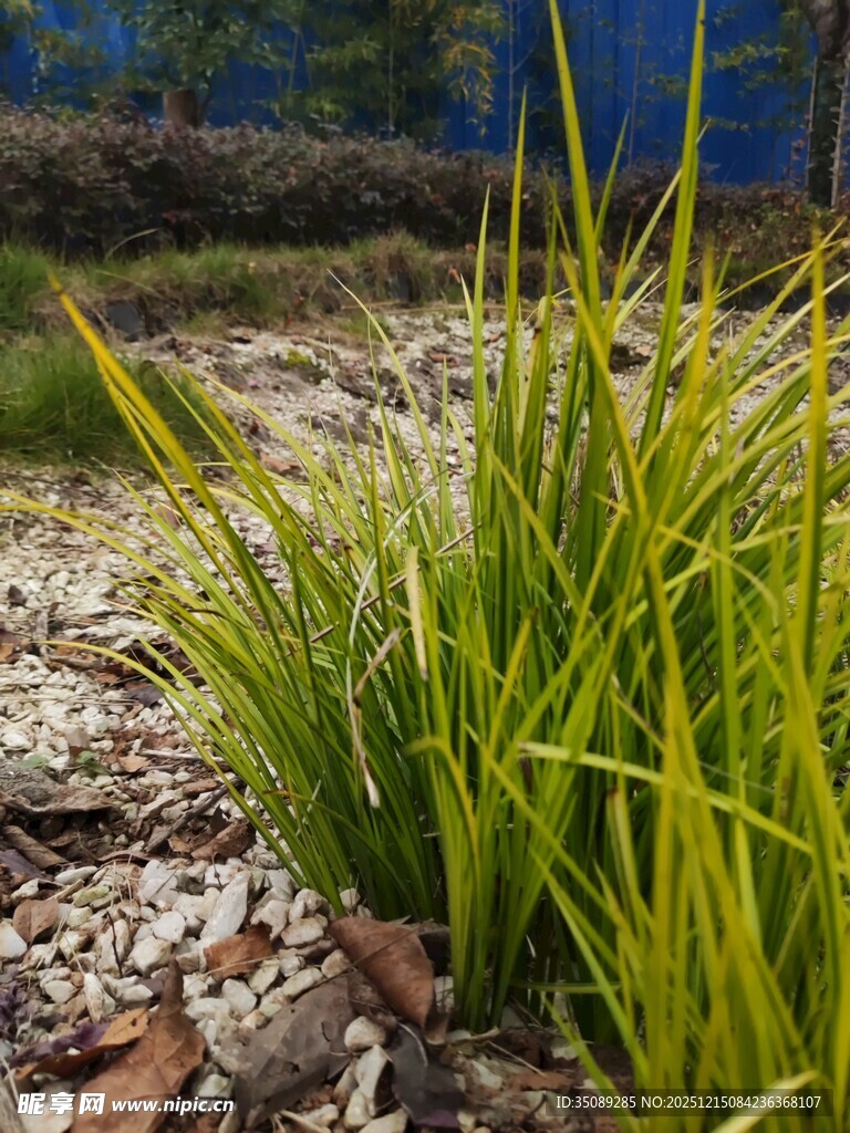 金黄草丛自然清新景致