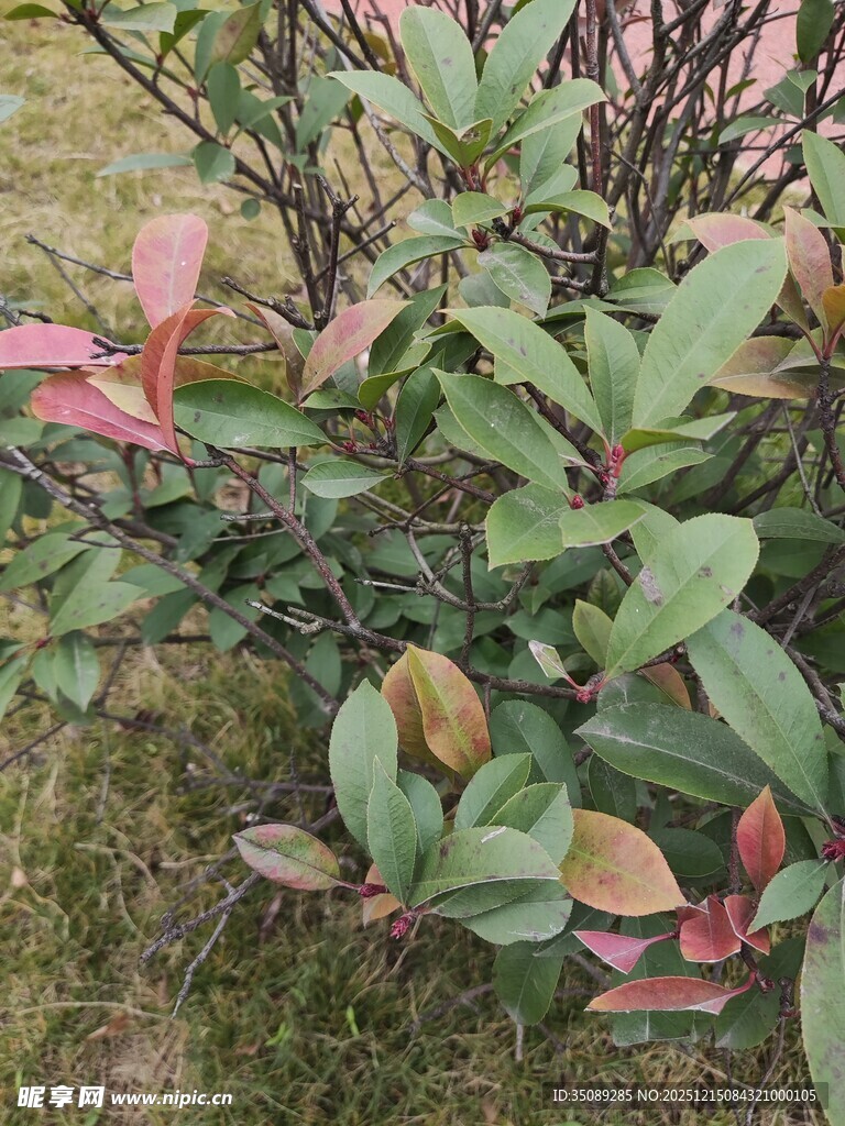 多彩叶片的绿植景观