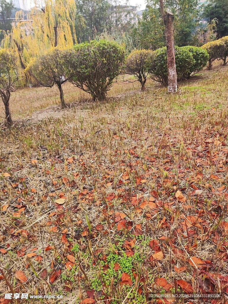 秋日落叶缤纷的园林景致