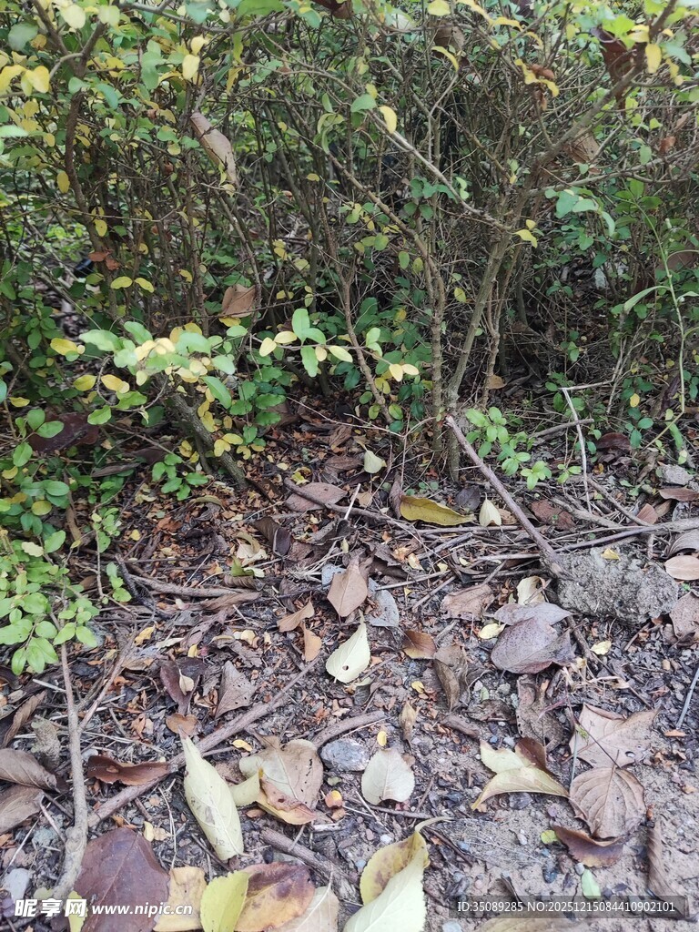 林间碎石与落叶景象